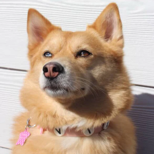 Dog Collar | Blush Pink - Image 3