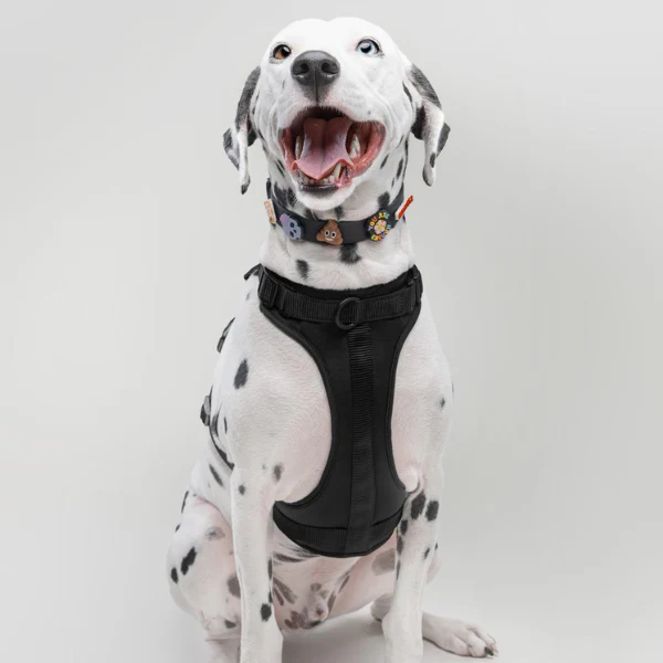 Dog Harness | Black - Image 2