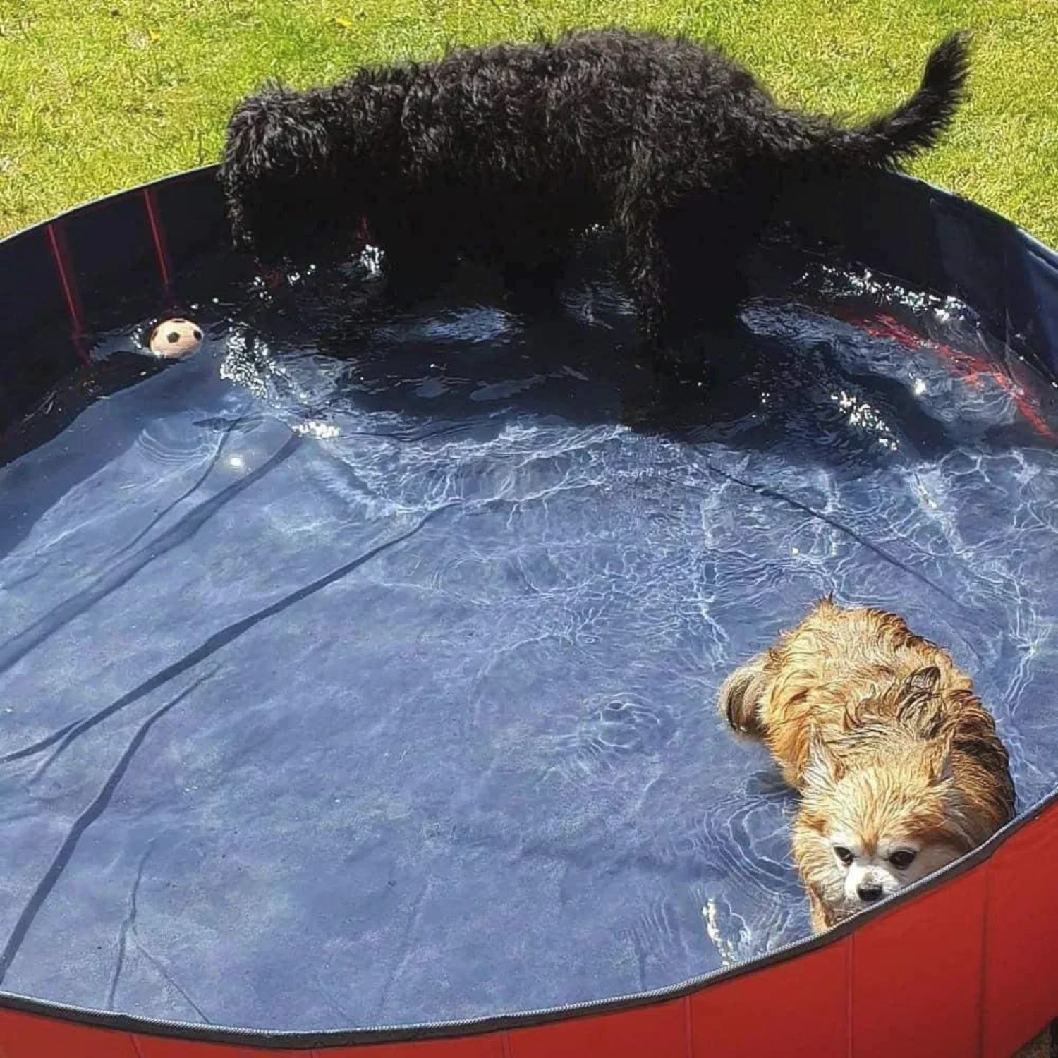Dog Pet Swimming Pool - Image 7